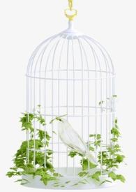 金丝雀1v1po全文阅读_格林